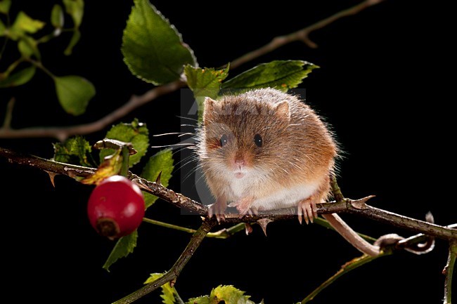 Dwergmuis foeragerend; Harvest Mouse foraging stock-image by Agami/Theo Douma,