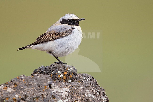 Seebohm’s Wheatear (Oenanthe seebohmi), side view of first summer male standing on a rock in Morocco stock-image by Agami/Saverio Gatto,
