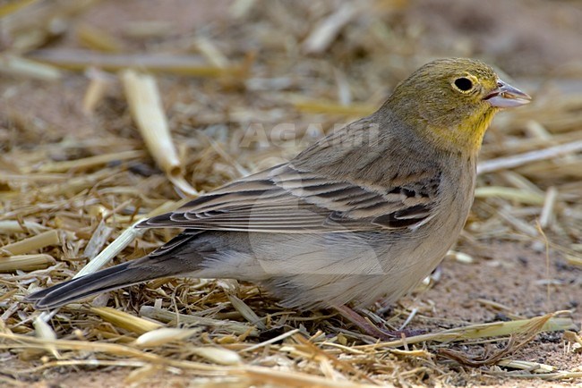 Smyrnagors op de grond, Cinereous Bunting on the ground stock-image by Agami/Daniele Occhiato,
