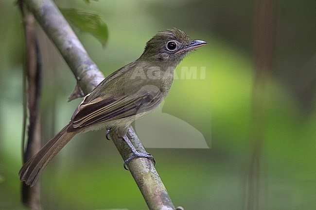 Western Olivaceous Flatbill (Rhynchocyclus aequinoctialis aequinoctialis) at Puerto Nariño, Amazonas, Colombia. stock-image by Agami/Tom Friedel,