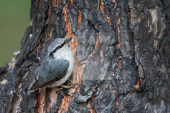 Asian Nuthatch Sitta (europaea ssp. asiatica), Russia (Baikal), adult perched at a tree stock-image by Agami/Ralph Martin,
