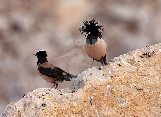 Een mannetje probeert indruk te maken bij een vrouwtje A male tries to impress a female stock-image by Agami/Jacques van der Neut,