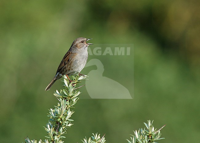 Zingende Heggenmus; Singing Dunnock stock-image by Agami/Marc Guyt,