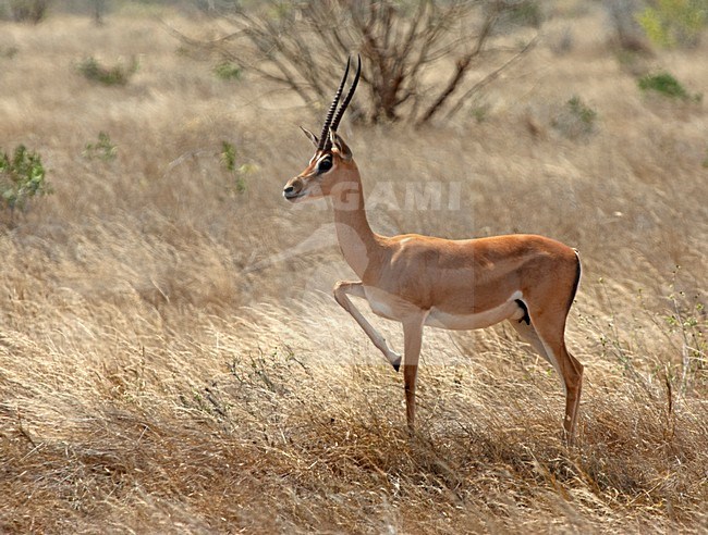 Grantgazelle, Grant's gazelle stock-image by Agami/Roy de Haas,