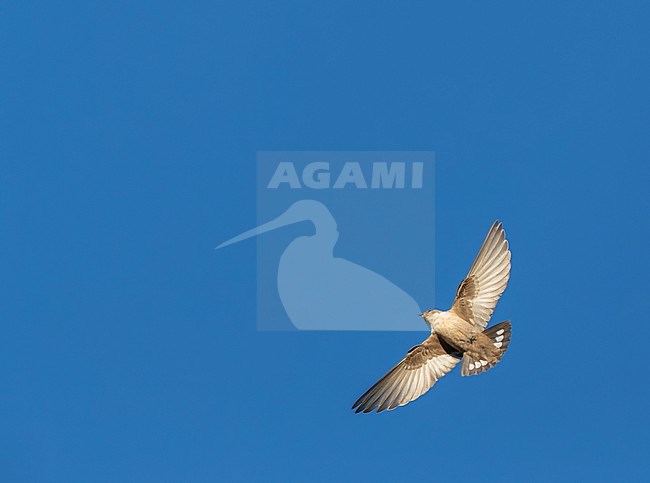 Crag Martin (Ptyonoprogne rupestris) in flight in Spain stock-image by Agami/Marc Guyt,