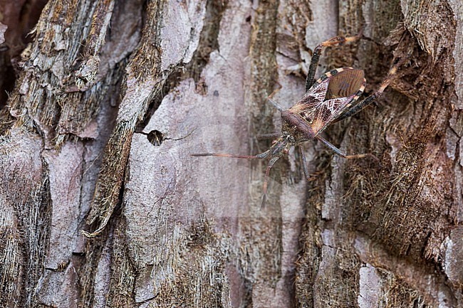 Leptoglossus occidentalis - Western conifer seed bug - Amerikanische Kiefernwanze, Germany (Baden-Württemberg), imago stock-image by Agami/Ralph Martin,