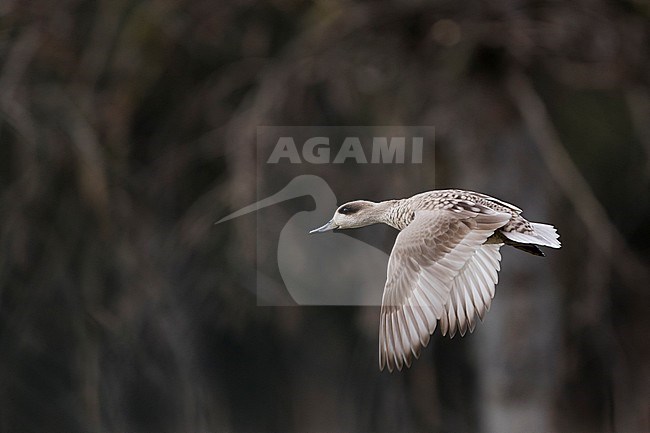 Adult female Marbled Teal (Marmaronetta angustirostris) flying above a wetland in Spain. Side view of bird in flight showing upper wing pattern. Took off because of possible danger. stock-image by Agami/Ralph Martin,