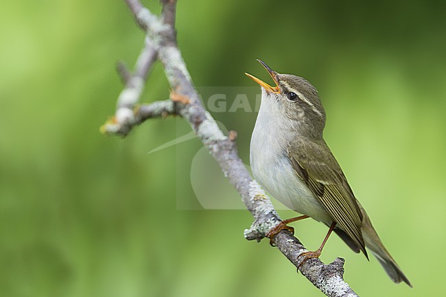 Arctic Warbler zingend; Noordse Boszanger singing stock-image by Agami/Ralph Martin,