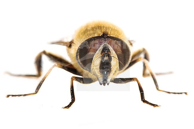 Drone fly, Blinde bij, Eristalis tenax stock-image by Agami/Wil Leurs,