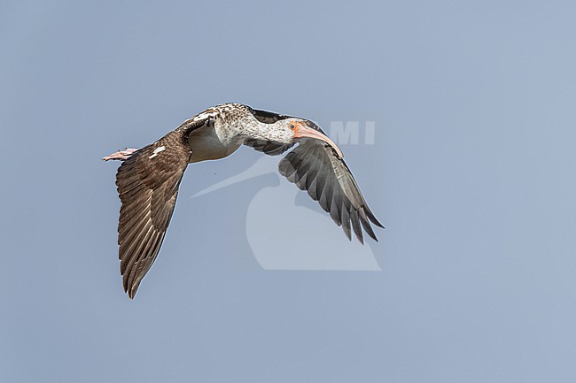 White Ibis (Eudocimus albus) in flight in Florida USA. stock-image by Agami/Marcel Burkhardt,