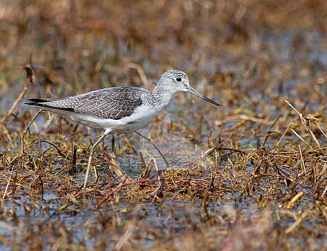 Common Greenshank (Tringa nebularia) wintering in south central Asia. stock-image by Agami/Marc Guyt,