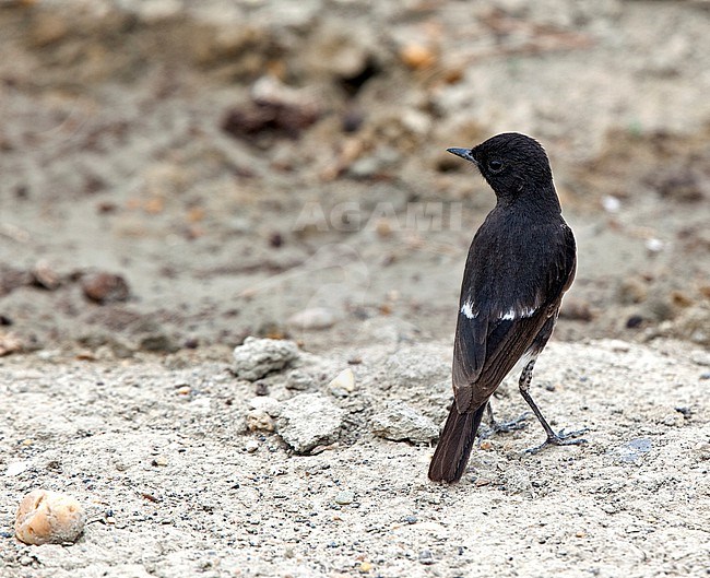 Male Pied bush chat (Saxicola caprata rossorum) standing on the ground. stock-image by Agami/Andy & Gill Swash ,