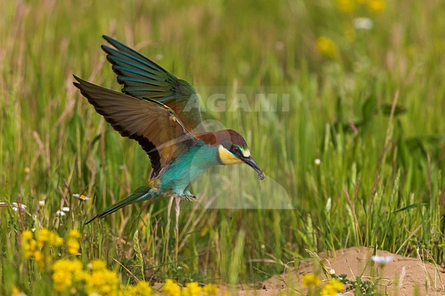 Bijeneter in vlucht met prooi, European Bee-eater in flight with prey stock-image by Agami/Daniele Occhiato,