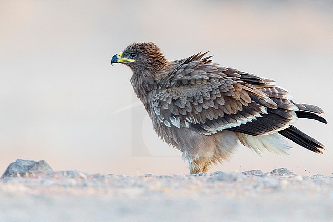Steppe Eagle, Juvenile perched on the ground, Salalah, Dhofar, Oman (Aquila nipalensis) stock-image by Agami/Saverio Gatto,