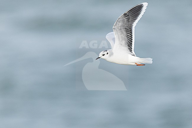  stock-image by Agami/Menno van Duijn,