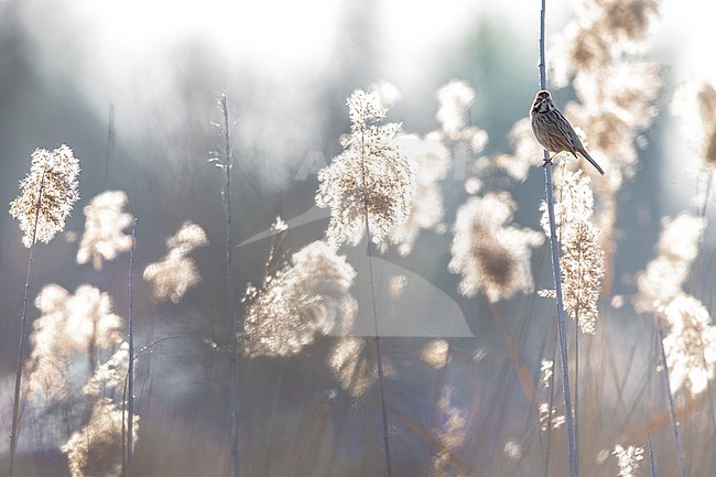 Common Reed Bunting (Emberiza schoeniclus) in Italy. stock-image by Agami/Daniele Occhiato,