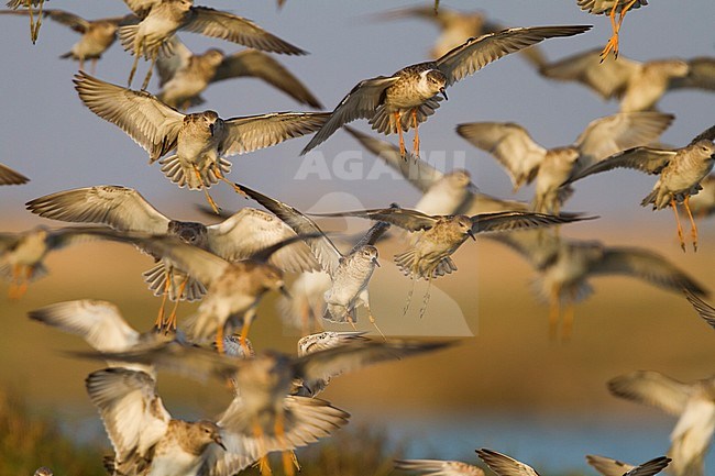 Ruff - Kampfläufer - Philomachus pugnax, Oman, adult stock-image by Agami/Ralph Martin,