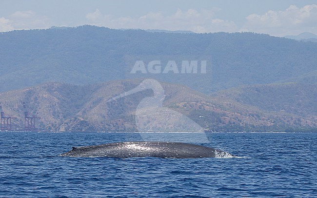 A Pygmy Blue Whale (Balaenoptera musculus brevicauda) getting ready to dive, showing it's small dorsal fin, while being watched by a whale watching boat. The coastline of Timor-Leste is visible in the background. stock-image by Agami/Lennart Verheuvel,