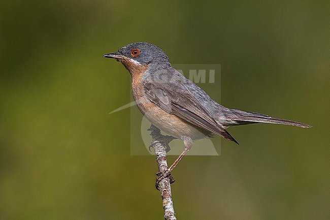 Mannetje Westelijke Baardgrasmus; Male Western Subalpine Warbler stock-image by Agami/Daniele Occhiato,