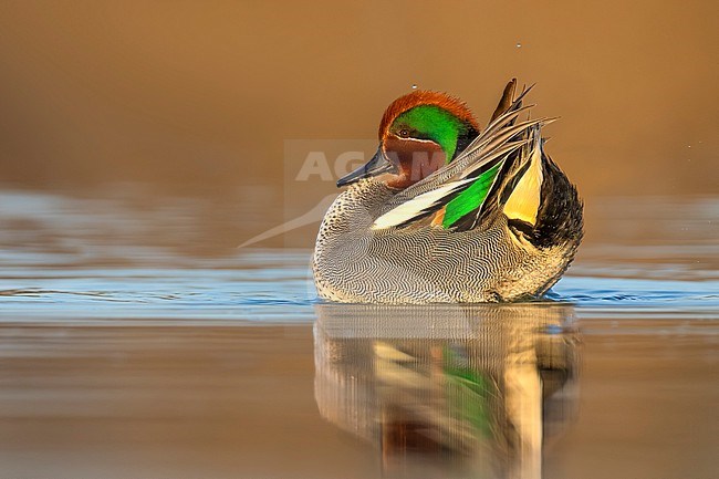 Eurasian Teal (Anas crecca) in Italy. stock-image by Agami/Daniele Occhiato,