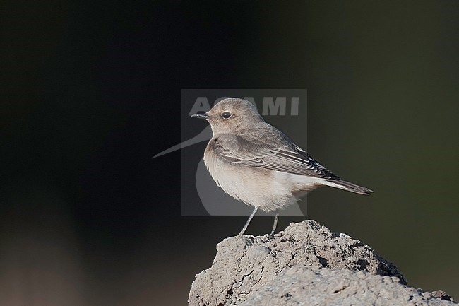Pied Wheatear (Oenanthe pleschanka), side view of juvenile bird on the top of a mound. Rare vagrant in Finland. stock-image by Agami/Kari Eischer,