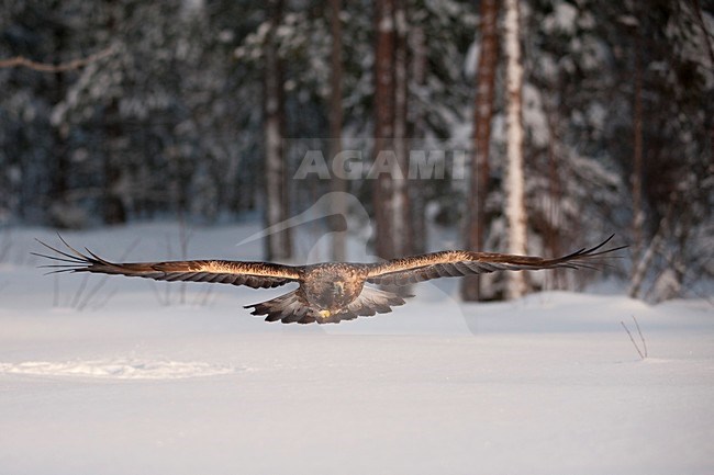 Juveniele Steenarend in flight; Juvenile Golden Eagle in flight stock-image by Agami/Han Bouwmeester,