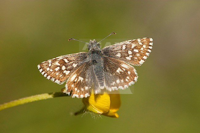 Aardbeivlinder / Grizzled Skipper (Pyrgus malvae) stock-image by Agami/Wil Leurs,