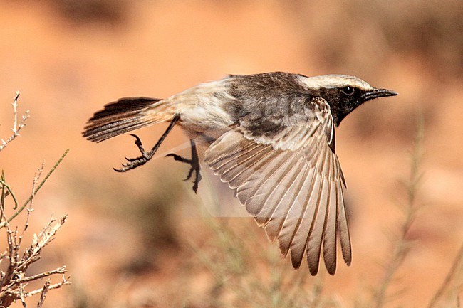 Red-rumped Wheatear (Oenanthe moestai) taking off from a bush, in Morocco. stock-image by Agami/Sylvain Reyt,