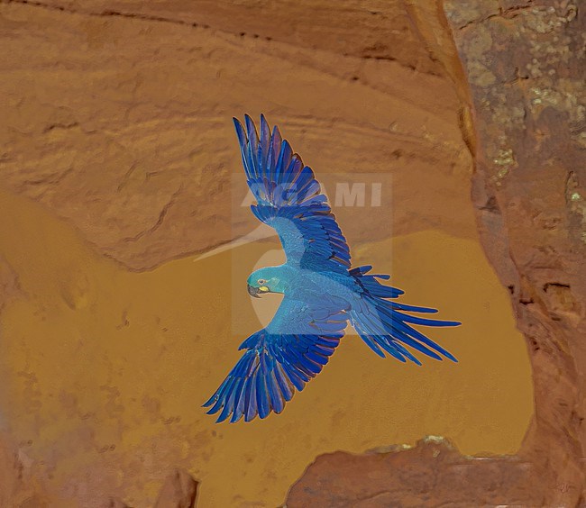 Lear's or Indigo macaw (Anodorhynchus leari) in flight. A large parrot endemic to northeast of Brazil, critically endangered but recovering because of excellent conservation work stock-image by Agami/Dustin Chen,