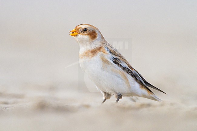 Snow Bunting, Plectrophenax nivalis, in winter plumage sitting on basalt rocks part of small flock wintering at North Sea coast. Adult female of nominate subspecies nivalis sitting on sand eating seed. stock-image by Agami/Menno van Duijn,