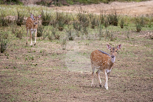 Spotted Deer, Axis axis. Sri Lankan axis deer (Axis axis ceylonensis) stock-image by Agami/Hans Germeraad,