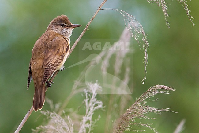 Grote Karekiet zittend in het riet; Great Reed Warbler perched in reed stock-image by Agami/Daniele Occhiato,
