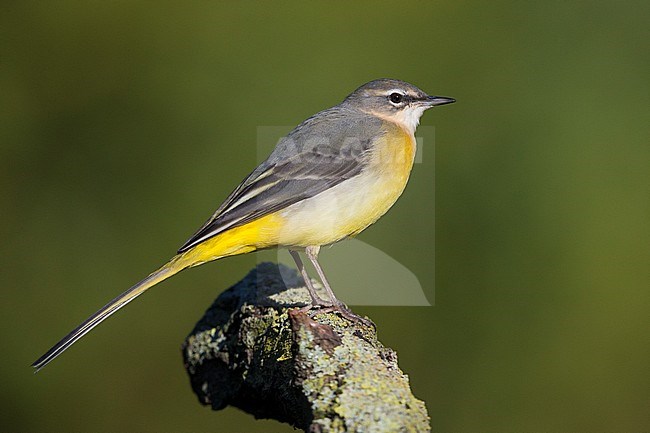 Grey Wagtail (Motacilla cinerea), first winter plumage standing on a dead branch stock-image by Agami/Saverio Gatto,
