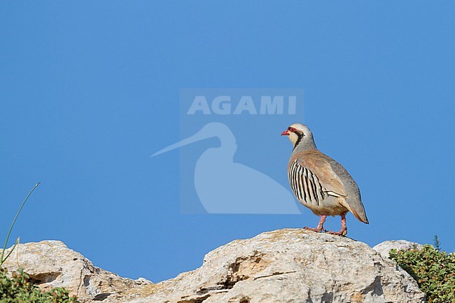 Chukar - Chukar - Alectoris chukar ssp. cypriotes, Cyprus stock-image by Agami/Ralph Martin,