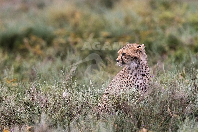 Portrait of a cheetah cub, Acinonyx jubatus. Ndutu, Ngorongoro Conservation Area, Tanzania stock-image by Agami/Sergio Pitamitz,