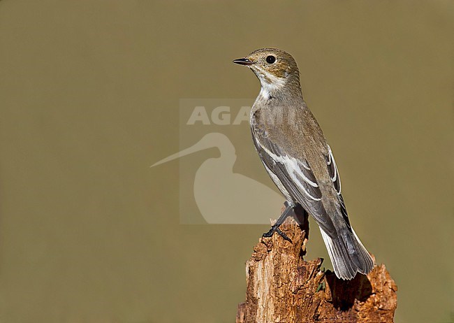 European Pied Flycatcher (Ficedula hypoleuca) during autumn in Italy. stock-image by Agami/Alain Ghignone,