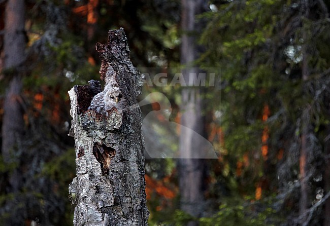 Jongen van de Oeraluil in nestboom; Young of Ural owl in nest tree stock-image by Agami/Markus Varesvuo,