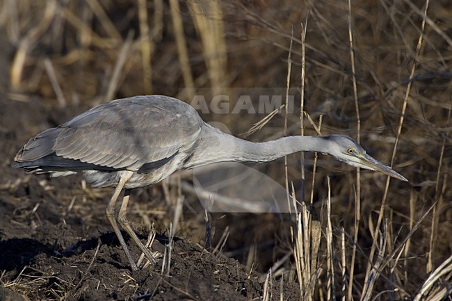 Blauwe Reiger foeragerend; Grey Heron foraging stock-image by Agami/Daniele Occhiato,