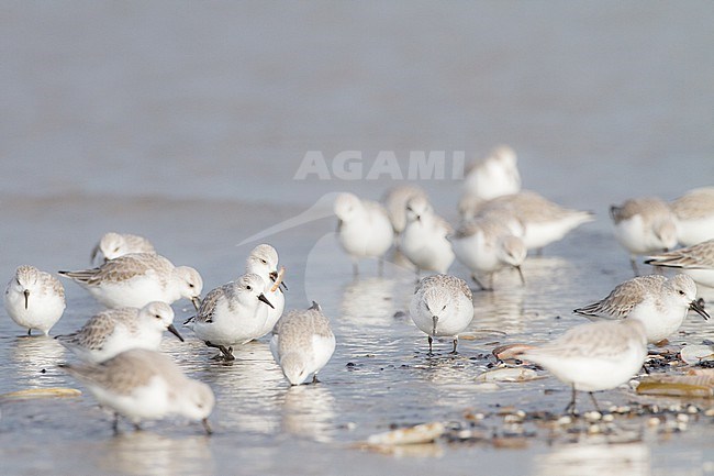 Drieteenstrandloper, Sanderling, Calidris alba winter flock on coastline stock-image by Agami/Menno van Duijn,