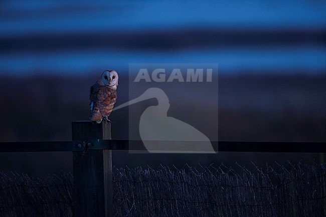 Adult Common Barn Owl (Tyto alba alba) in Spain. Bird sitting on lookout in the dark well after sunset. stock-image by Agami/Ralph Martin,