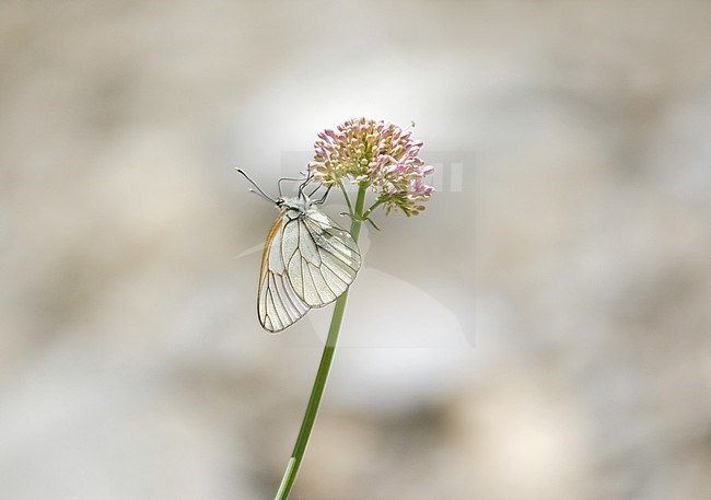 Black-veined White (Aporia crataegi) resting on small plant with little purple or pink flowers in Mercantour in France. stock-image by Agami/Iolente Navarro,