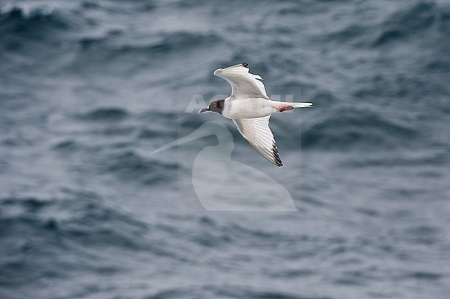 A swallow-tailed gull, Larus furcatus, in flight. Espanola Island, Galapagos, Ecuador stock-image by Agami/Sergio Pitamitz,