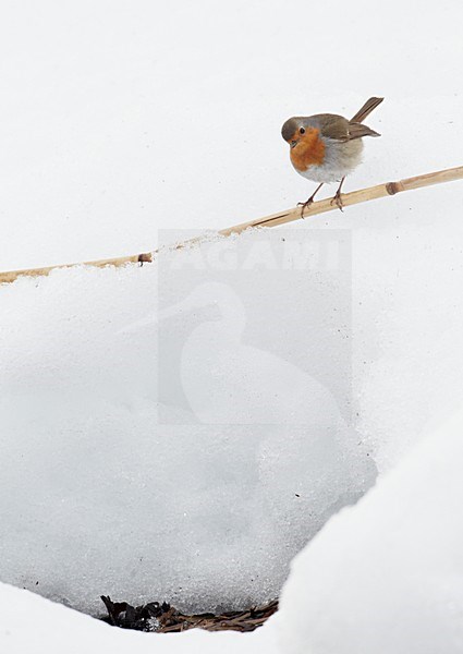 Roodborst in de sneeuw; European Robin in snow stock-image by Agami/Markus Varesvuo,