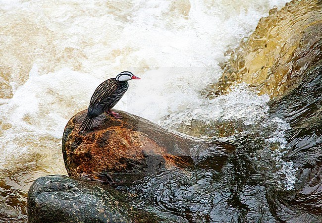 Male Torrent Duck (Merganetta armata) in high Andes river in Peru. stock-image by Agami/Marc Guyt,