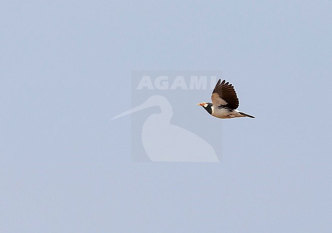 Siamese Pied Myna (Gracupica floweri) in Thailand. Also known as Pied Myna. stock-image by Agami/Mathias Putze,
