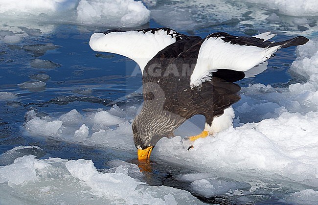 Stellers Sea-eagle perched on ice; Steller-zeearend zittend op ijs stock-image by Agami/Markus Varesvuo,