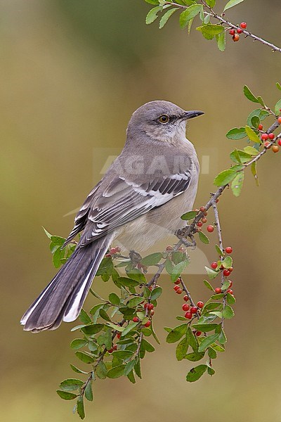 Spotlijster foerageert op bessen, Northern Mockingbird foraging on berries stock-image by Agami/Brian E Small,