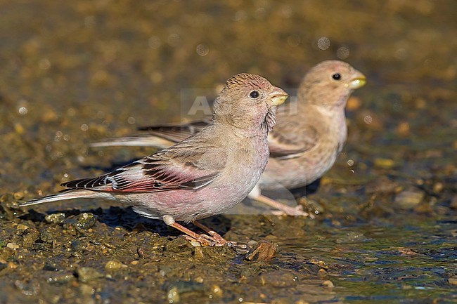 Mongoolse Woestijnvink, Mongolian Finch, Eremopsaltria mongolica stock-image by Agami/Daniele Occhiato,