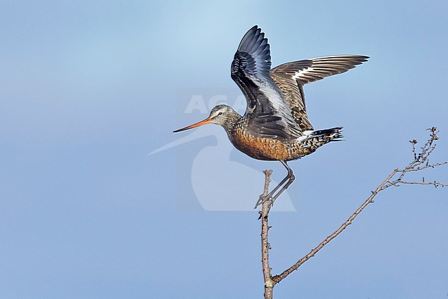Adult male Hudsonian Godwit (Limosa haemastica) in summer plumage on the arctic tundra of Churchill, Manitoba in Canada. Displaying in a lone tree. stock-image by Agami/Brian E Small,