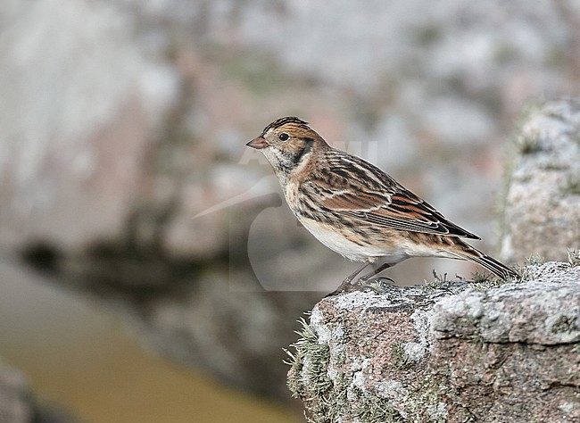 Autumn male Lapland Bunting perched on a rock on an island in Scotland during fall migration. stock-image by Agami/Michael McKee,